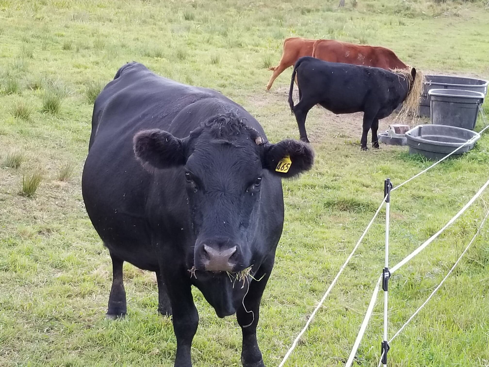 Black cow with ear tag grazing in a grassy field, while two other cows, one red and one black, eat from troughs in the background. The scene depicts a peaceful farm setting with livestock.