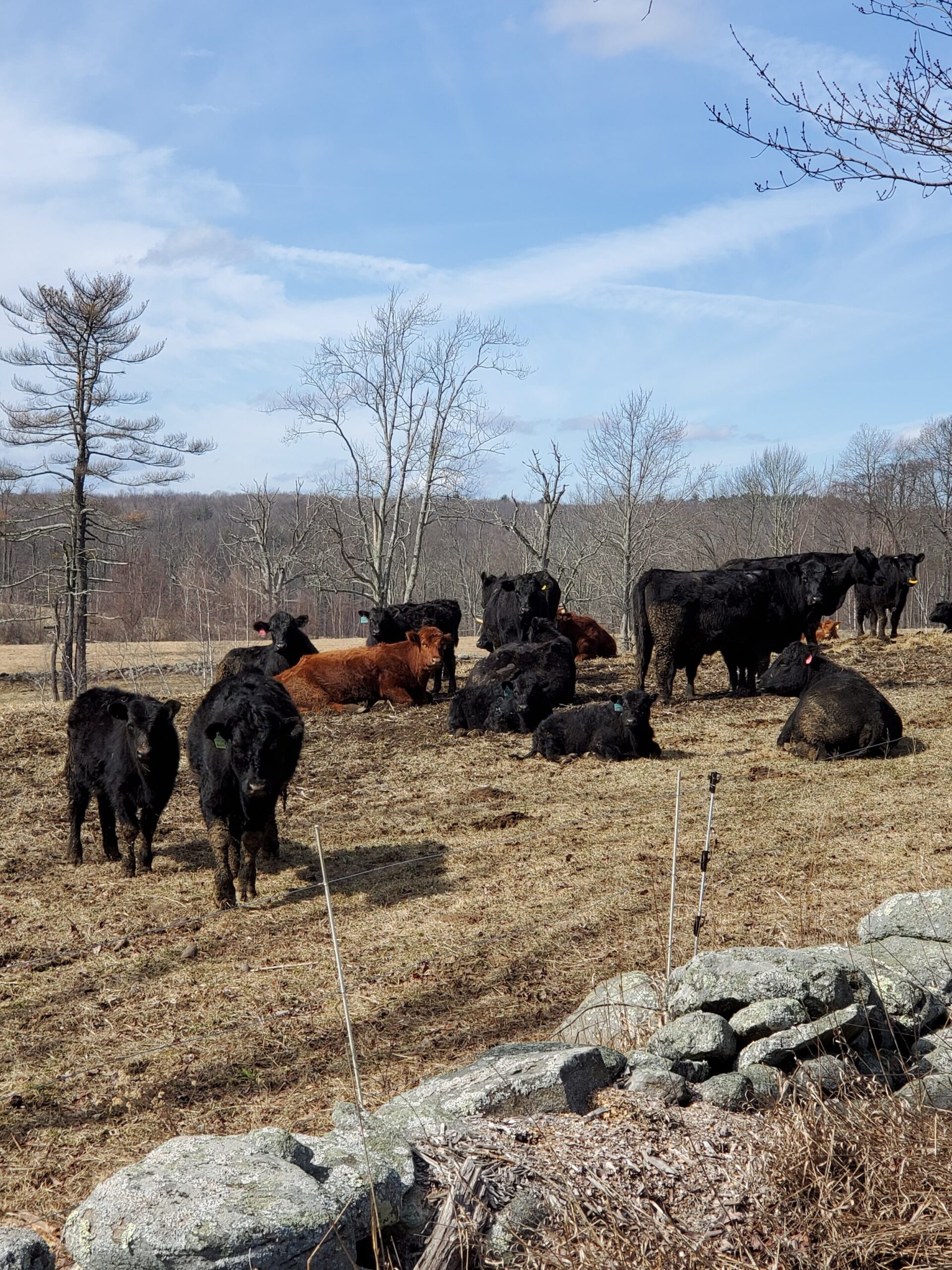 Herd of black and brown cattle grazing in a field under a blue sky with scattered clouds, surrounded by sparse trees and a stone wall. The scene captures a peaceful rural landscape, showcasing livestock in a natural setting.