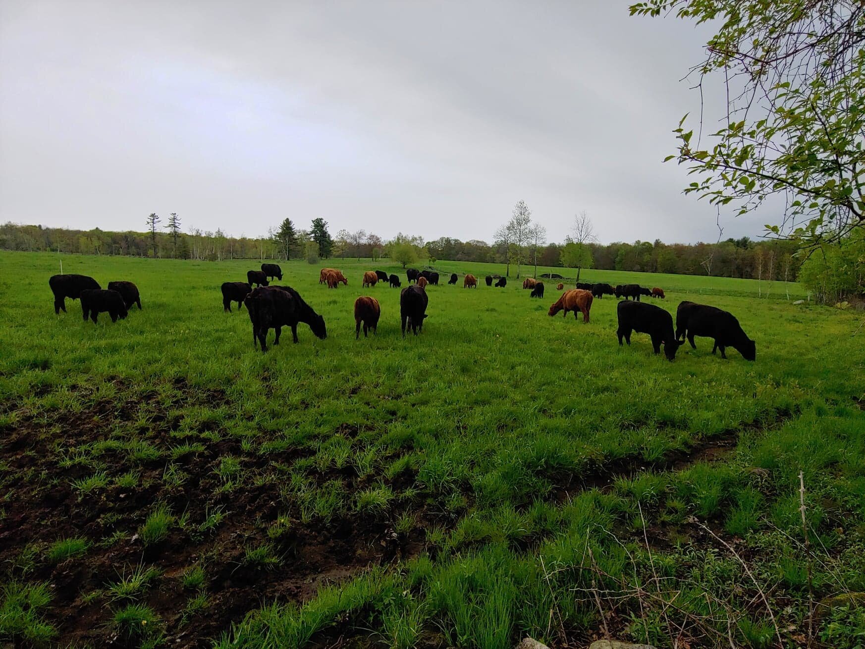 Herd of cows grazing in a lush green field under a cloudy sky, showcasing a mix of black and brown cattle. The landscape features rolling hills and a tranquil rural setting.